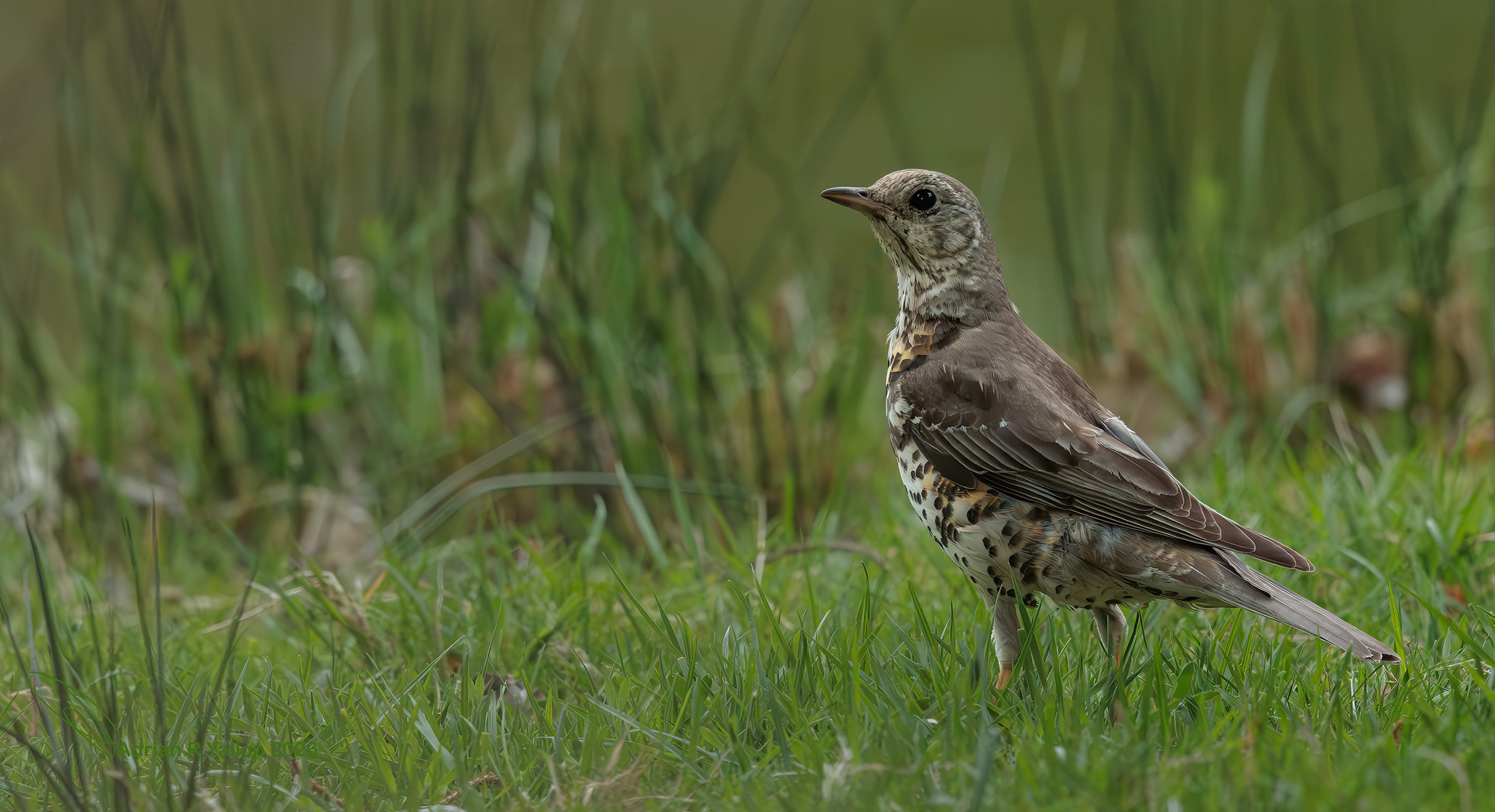 Turdus viscivorus mistle thrush 